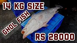 Ghol fish/ ghol fish auction in malpe harbour/ fish auction in malpe fish market/big fish auction.