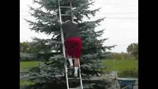 tree trimming.