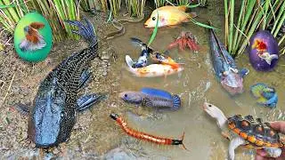 Catch beautiful aquarium fish in small pond baby turtles, eel, frog, pencil fish, crab, nemo fish.