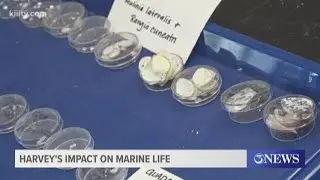 Researchers tracking the recovery of marine life since Hurricane Harvey