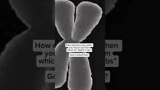 X vs. Y Chromosome: Fascinating Facts About Human Genetics