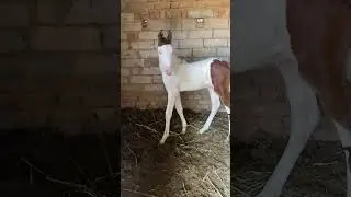 🐎💯🐎🫀