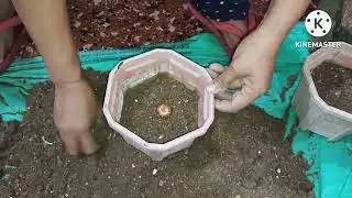 Planting Gladlious Bulbs, Tulip Bulbs & Rancula From apka bagicha| #planting | #plants | #flowers