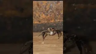 Jumping spider hunt #spider #science #nature #spiderhunt #plexipuspaykulli #viral #shorts