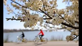 Curious Texas: Why are allergies in Dallas Fort Worth so bad?