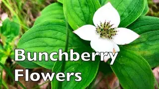Bunchberry Flowers￼