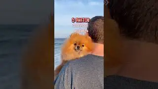5 фактов о шпицах! 😘 #pomeranian #собака #померанскийшпиц #шпиц #pom #собаки