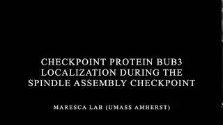 Checkpoint protein Bub3 localization during the spindle assembly checkpoint (SAC)