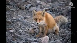 Himalayan Red Fox ( Watsey )