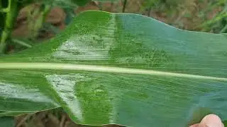 Fungicide spraying some corn, Rietbult South Africa