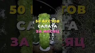 Как вырастить 50 салатных кустов на ОДНОЙ аэронапорной башне? #огород #сад #салат