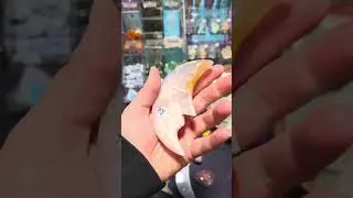 Crystal Showcase 