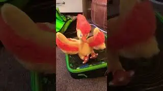 My first sitting cutie Pok&eacute;mon plushy (ITS MOLTRES!!)