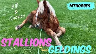 Bill and Chance become geldings! | MTHorses