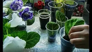 🌼Пересадка глоксиний из торфяных таблеток. Отлично укоренились🌼🌱How to grow gloxinia part №23