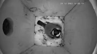Kohlmeisenkasten - Great tit Nesting Box - 28.12.23