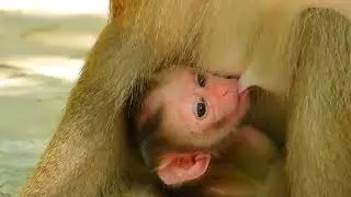 Aim to calm down prince, then hold sister closely, but mum pin older to drop tiny move