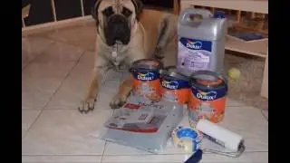 fest&eacute;s - dulux easy care