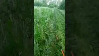 заросли