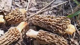 4/6/24  Found a Killer arrowhead and 1lb 11oz of morels!