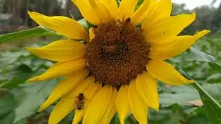 ফুল থেকে মৌমাছির মধু সংগ্রহ #beekeeping #honeycomb #honey #honeybee #beefood 