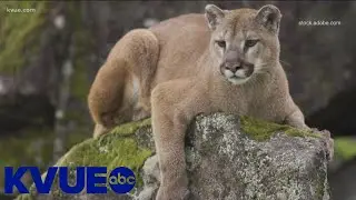 Texas Parks and Wildlife looking into potential sighting of 2 mountain lions in San Marcos