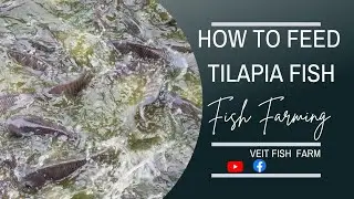 How To Feed Tilapia Fish In A Pond As A Beginner |Fish Farming In Kenya|Veit Fish Farm.
