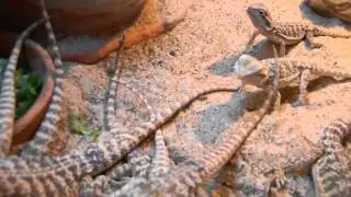 Young Bearded Dragons