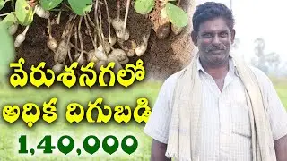 వేరుశనగ లో అధిక దిగుబడి || Groundnut Farming in Telugu || Sreekaram Farming