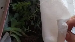 Succulents Shifting Ideas | Packing & Moving Plants From One Home to Another | Safe Transportation