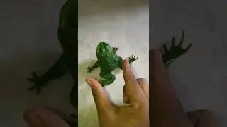 Catch big frogs 🐸🐸 #frog