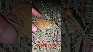 Bull frog jump/Boing frog jump/But tree frog fly #japan #amarican #shorts