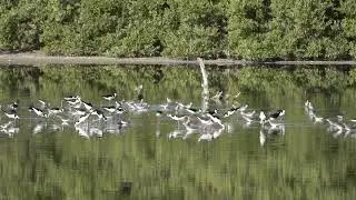 Black-necked Stilts, Yellowlegs, Stilt Sandpipers, foraging, Cabo Rojo, Puerto Rico Feb. 19, 2023