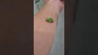 tiny tree frog. Hopping event in the house.