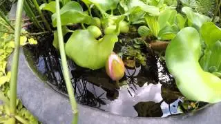 Flower of Nymphaea odorata closes before sunset