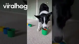 Border Collie Plays With Stacking Cups || ViralHog
