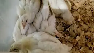Sorting 4wk old American Bresse chicks by weight