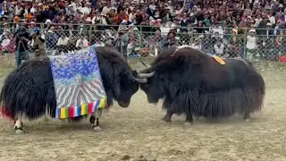 Yak-fighting festival held in China's Xizang
