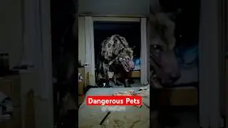 Animals You Should NEVER Keep As Pets 🚫 Part 4