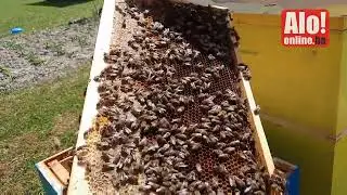 KAKO PČELE PRAVE MED, Selo Drijen 26.5.2022.