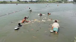 Traditional Fishing in Rural Villages | Natural Mud Fishing & Countryside Life | ABTVBD