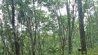 B R marak is live Ansenga gisikba sinkare sokbaora mo