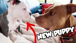 I GOT A NEW PUPPY! | NICOLE SKYES