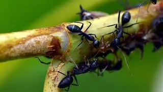 Small Bodies, Big Kingdoms Ant Bee Cat 
