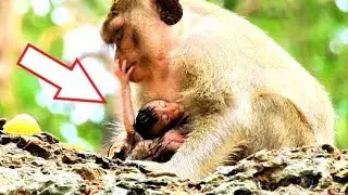 Poor Baby Calvin, Don't Beat Me Mom I'm Very hurt, Cruel Casi not Stop Fight Baby.