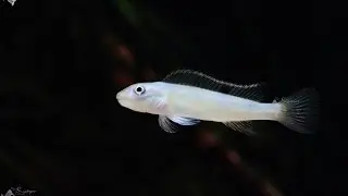 Steatocranus tinanti feeding