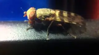 Fly Sucking Dust (extreme close up)