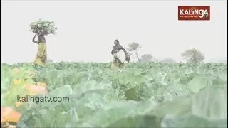 Farmers distraught due to changing climate, fog & unseasonal rain in Keonjhar | Kalinga TV