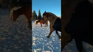Absolute obedience of a horse in freedom #horsetraining #horse #horses #equestrian #horseshow #pony