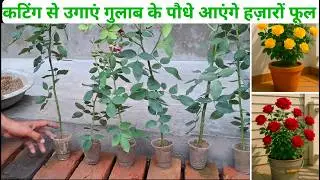 Grow Rose flower plant from cutting at home garden fast and healthy see in this video,